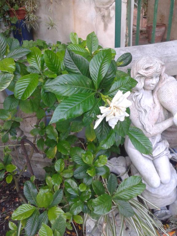 B&B Albatros Lipari  Dış mekan fotoğraf
